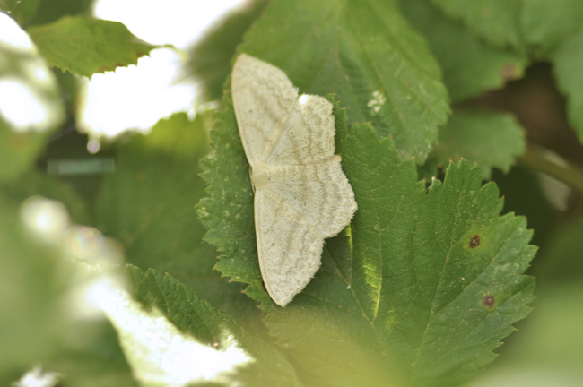 Idaea biselata???